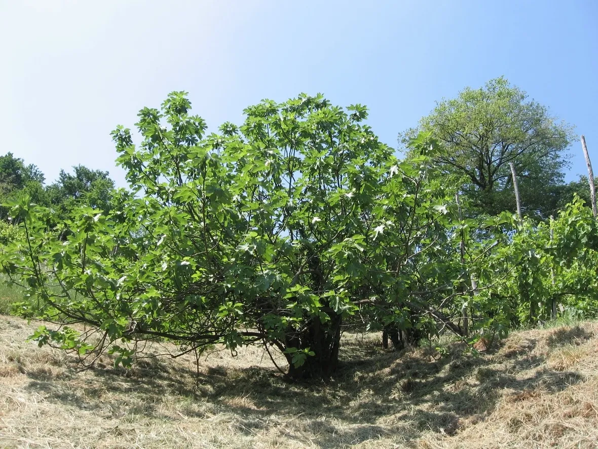 Castagno-14