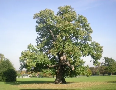 Castagno-21