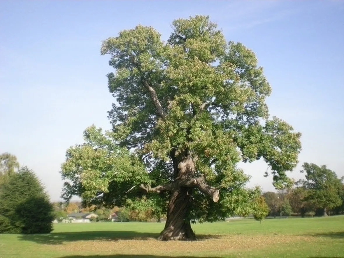 Castagno-21