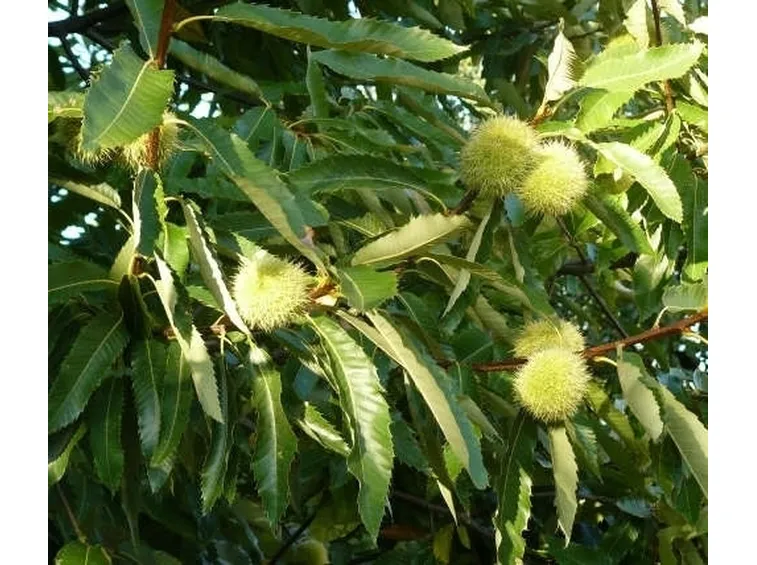 Castagno-25