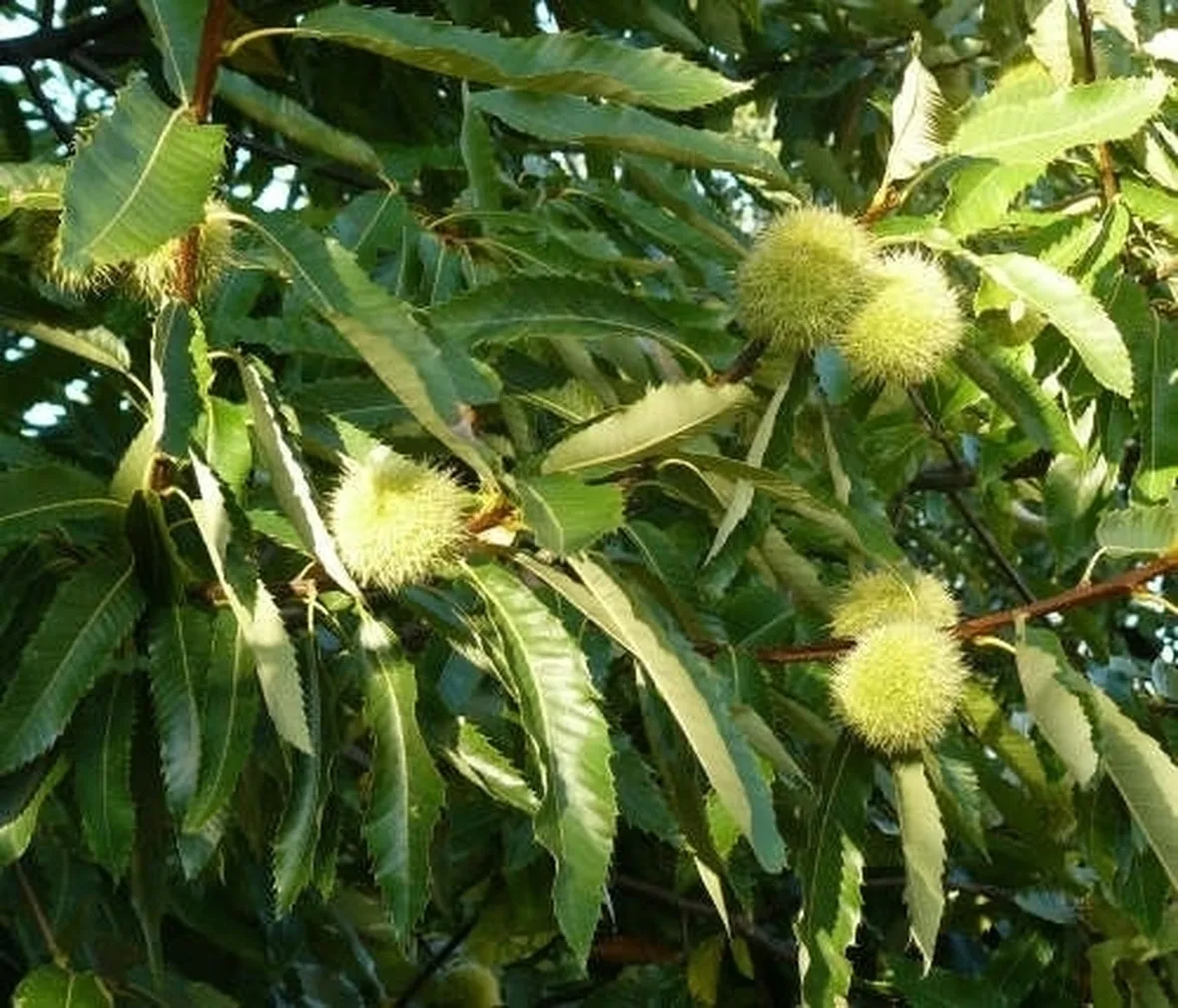 Castagno-25