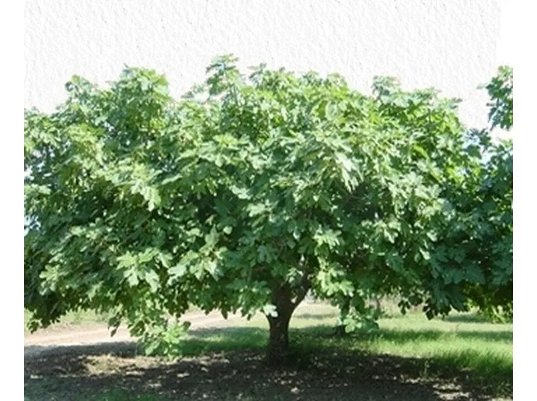 Castagno-6