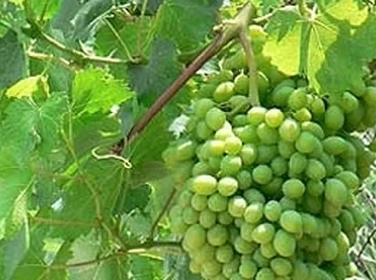 Ciclo biologico della vite uva