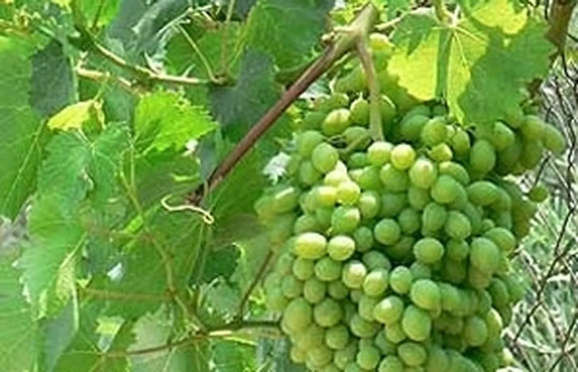 Ciclo biologico della vite uva