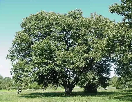 Coltivare il castagno