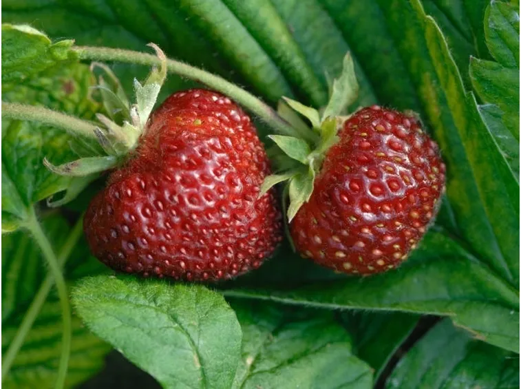 Come coltivare l'uva fragola