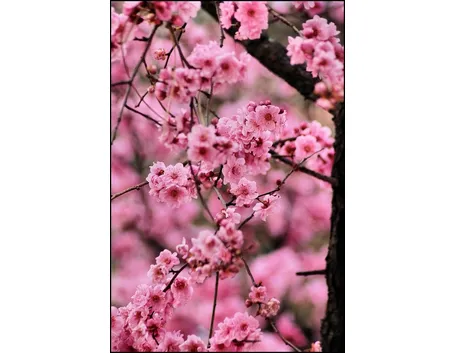 Come creare il fiore di pesco