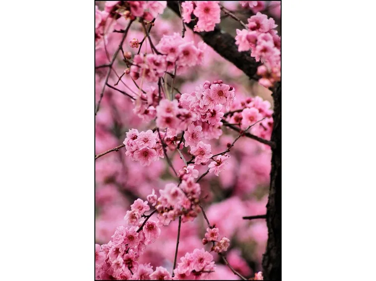 Come creare il fiore di pesco