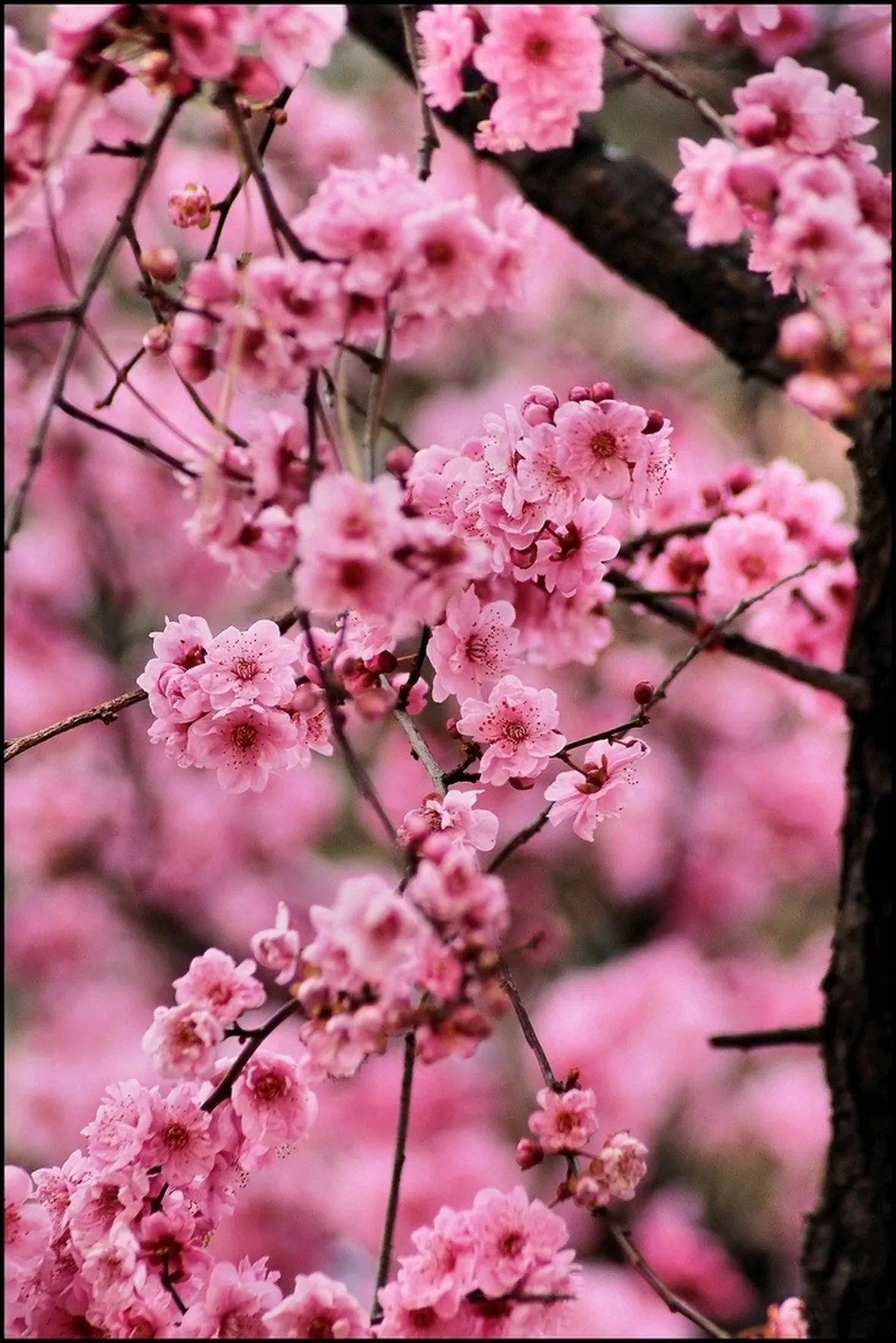 Come creare il fiore di pesco