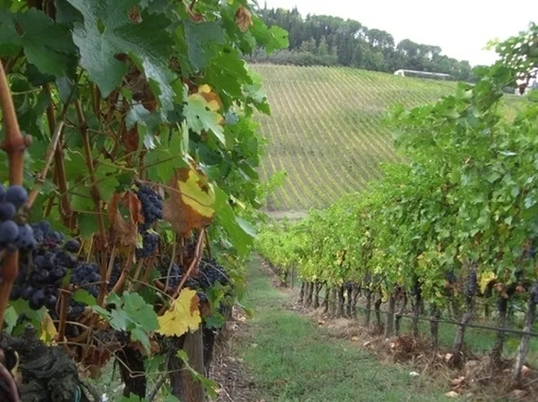 Come prendersi cura della vite: come potarla