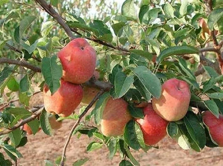 Concimazione melone