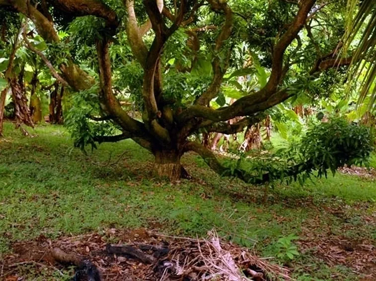 Descrizione e morfologia della pianta
