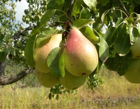 Domanda : Alberello pero