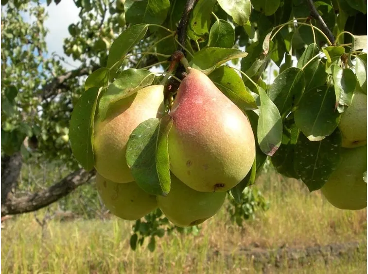 Domanda : Alberello  pero