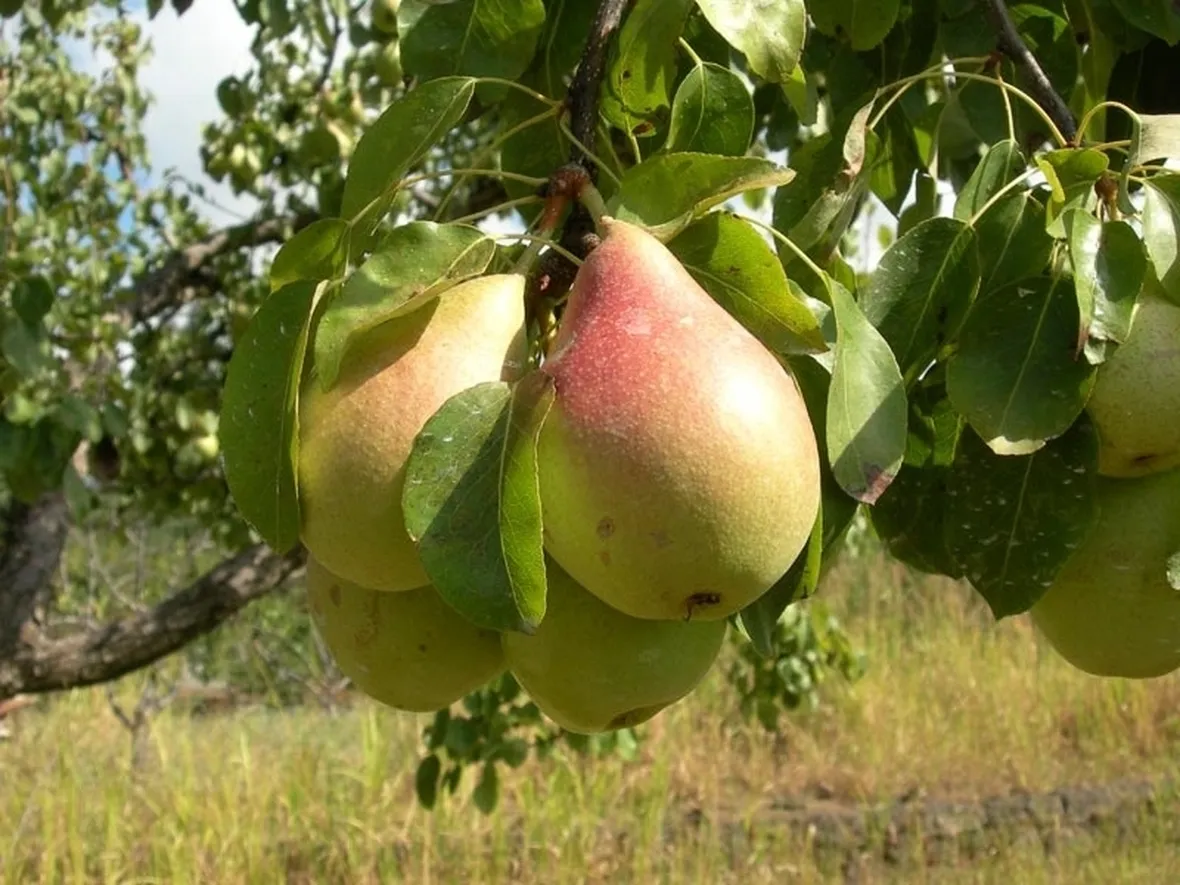 Domanda : Alberello  pero