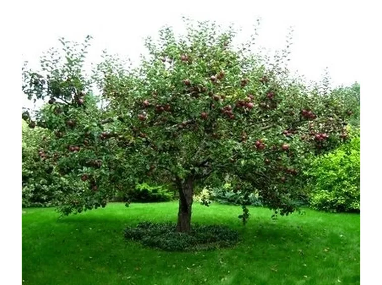 Domanda : albicocco e melo