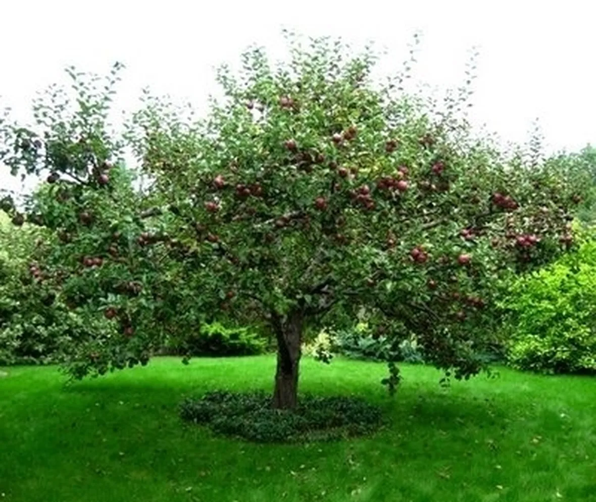 Domanda : albicocco e melo