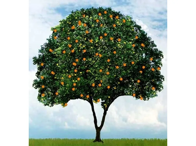 Domanda : Arancio, foglie arricciate