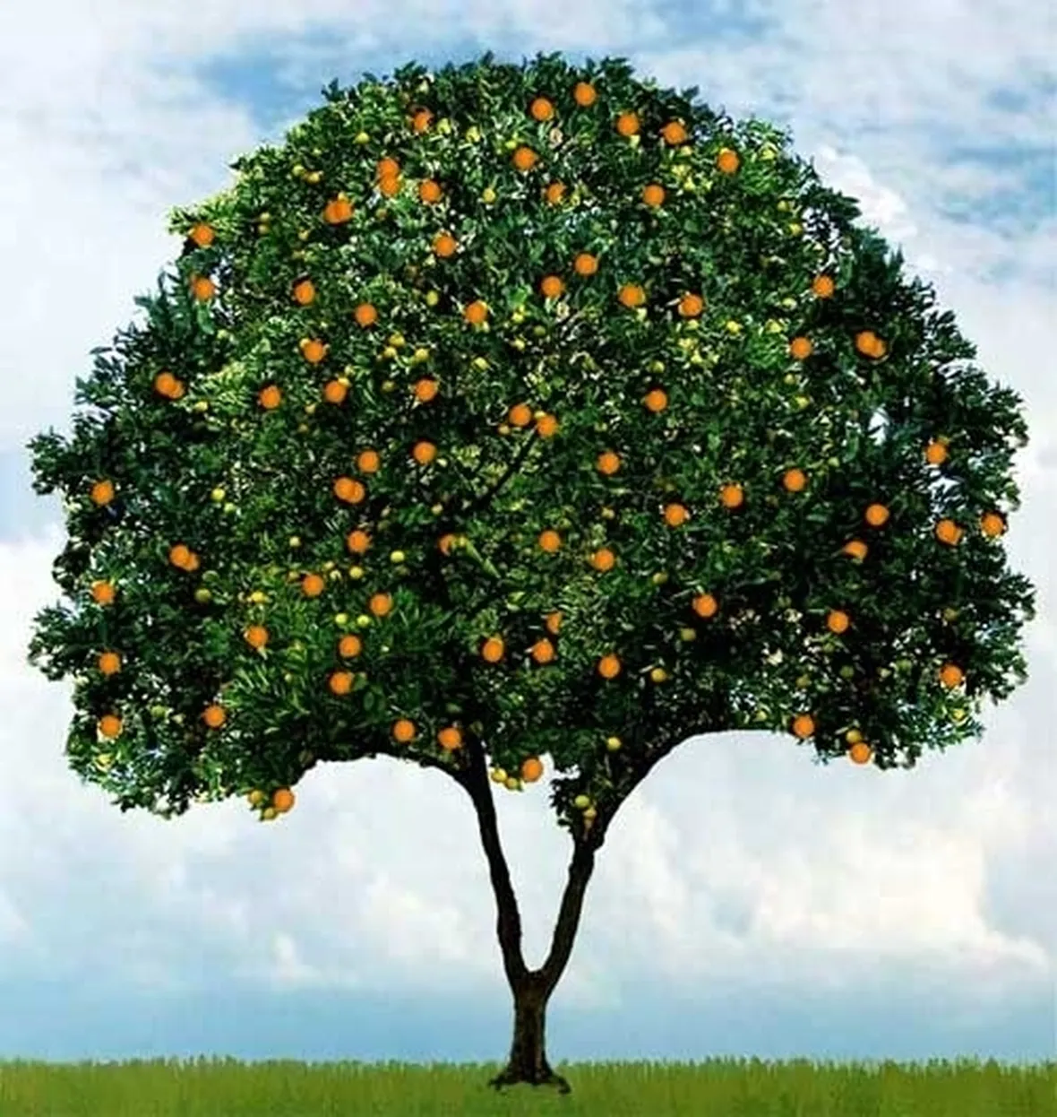 Domanda : Arancio, foglie arricciate