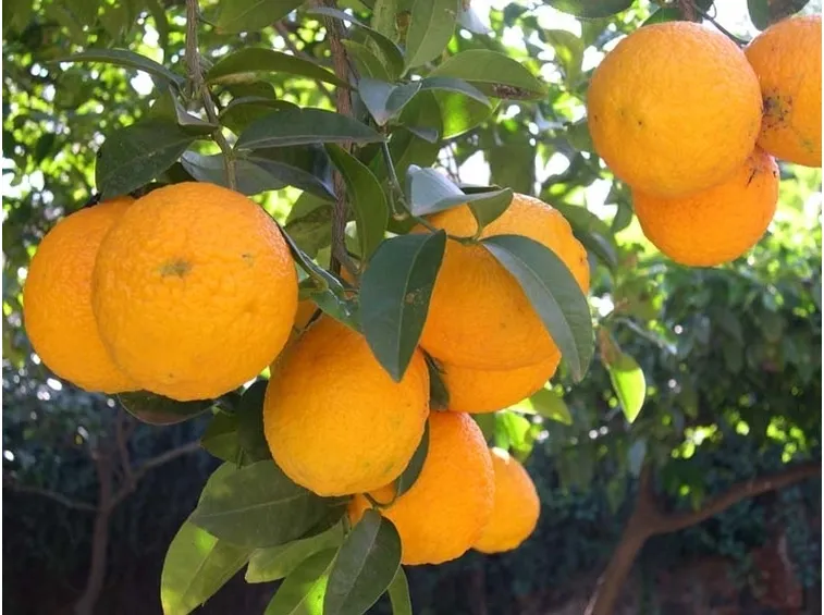 Domanda : Arancio