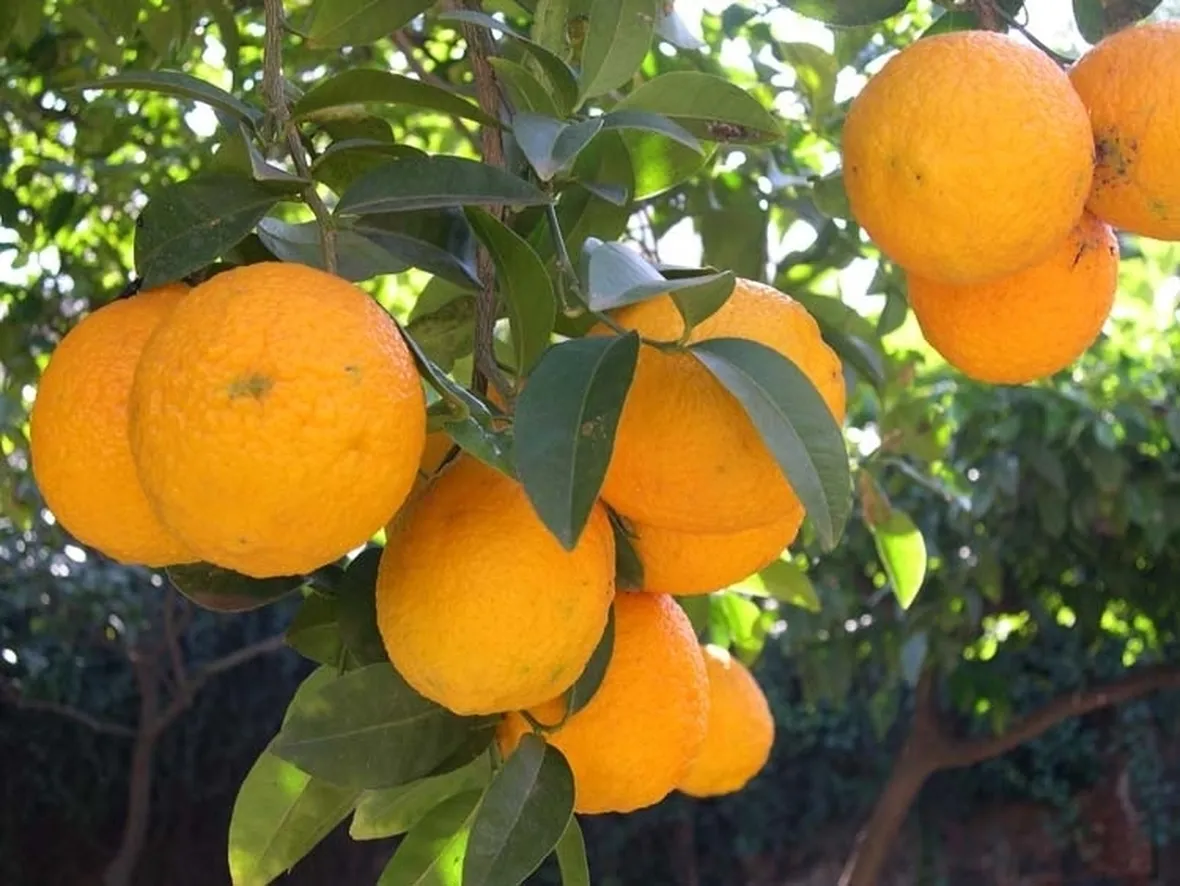 Domanda : Arancio