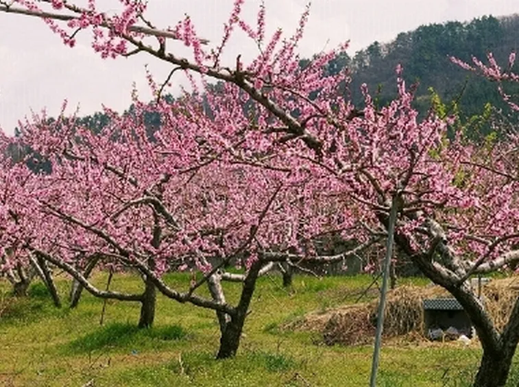 Domanda : bolla del pesco