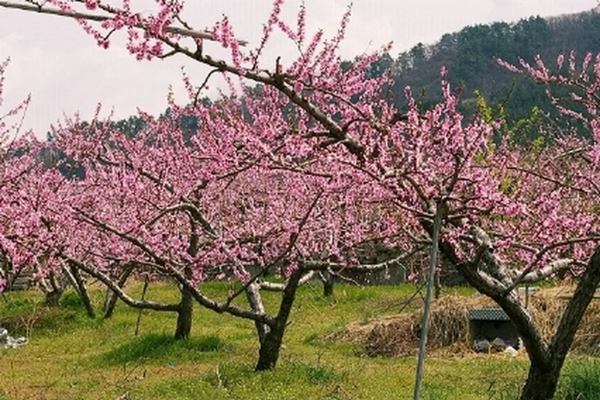 Domanda : bolla del pesco