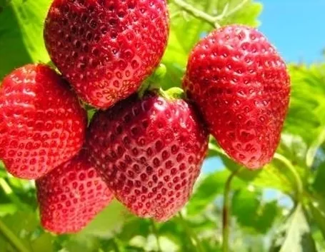 Domanda: cosa è successo alla mia fragola?