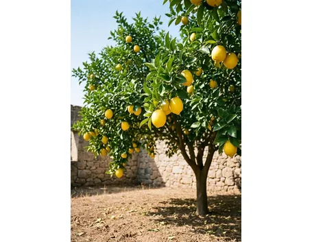 Domanda : il limone in inverno