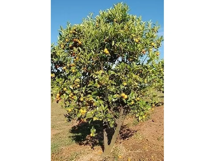 Domanda : il limone in inverno