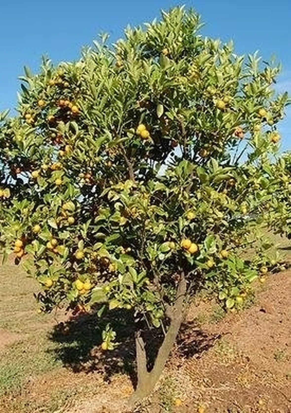 Domanda : il limone in inverno