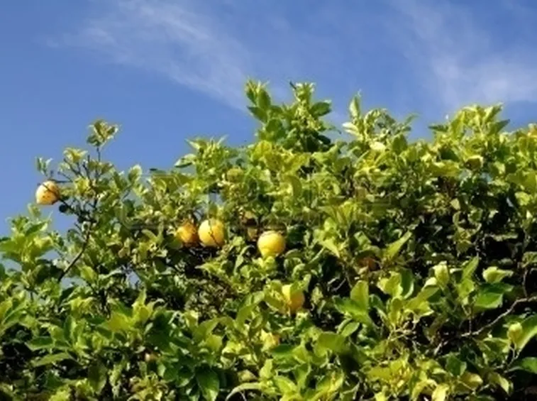 Domanda: il mio limone è spacciato?