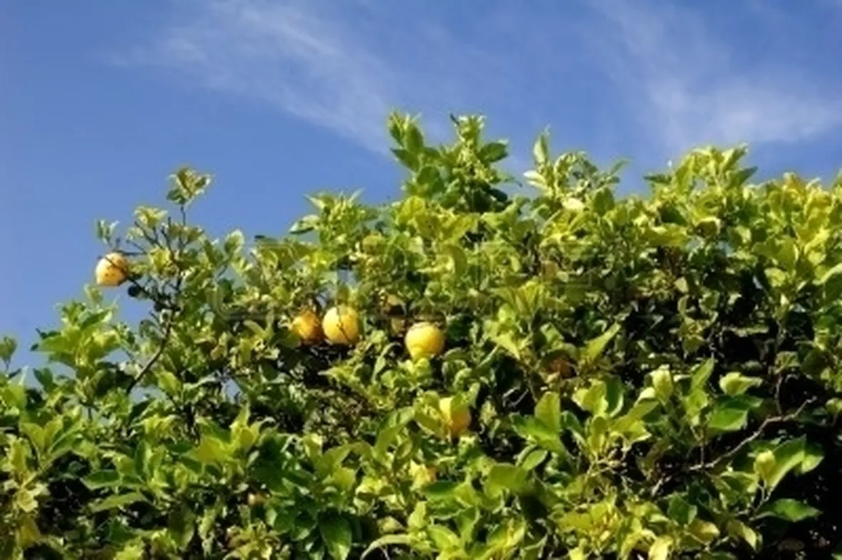 Domanda: il mio limone è spacciato?