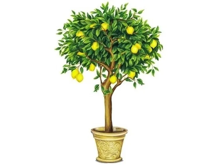 Domanda: Innesto del limone