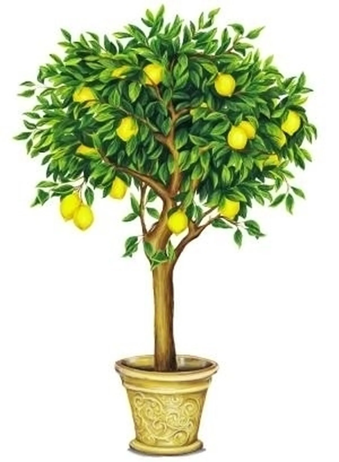 Domanda: Innesto del limone