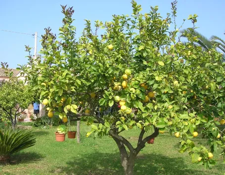 Domanda : limone
