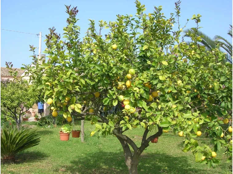 Domanda :  limone 