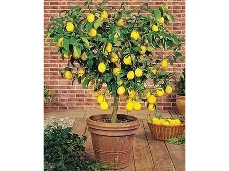 Domanda: Limone con cocciniglia