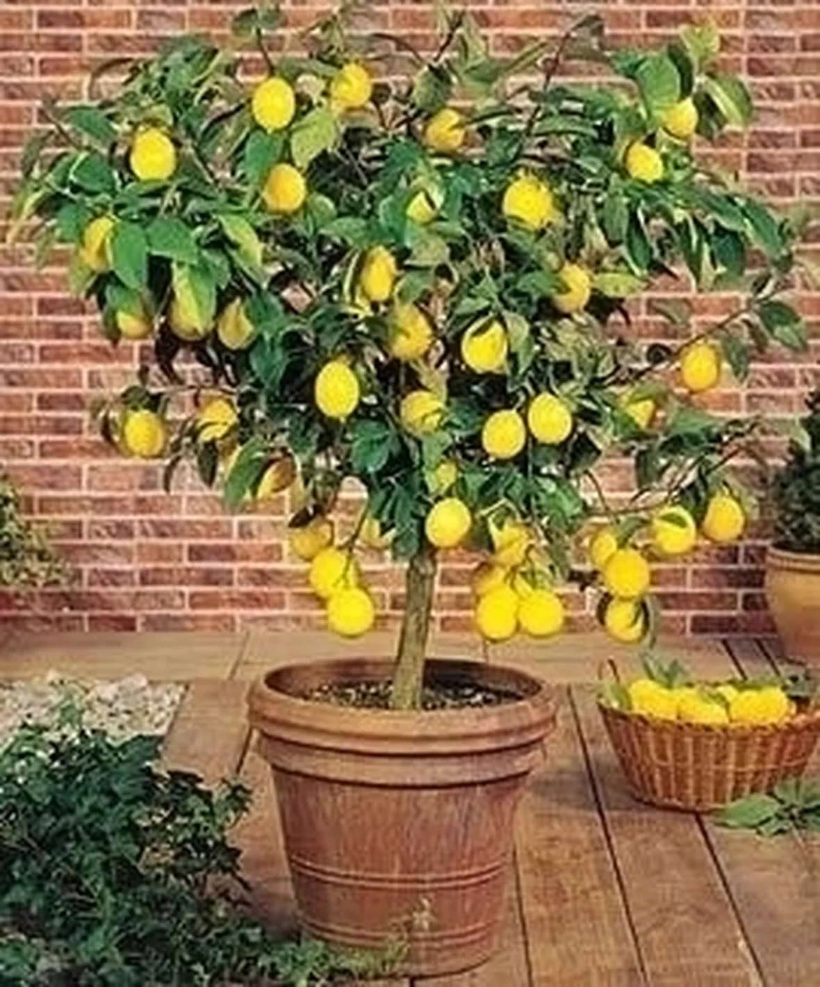 Domanda: Limone con cocciniglia