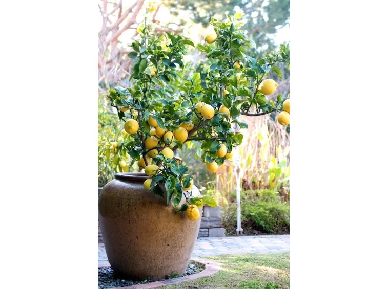 Domanda: limone da seme