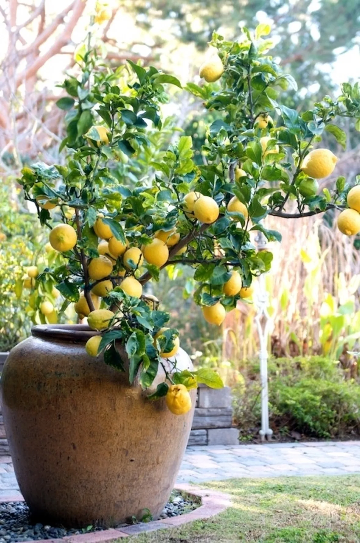 Domanda: limone da seme