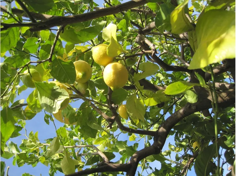 Domanda : limone in aiuola