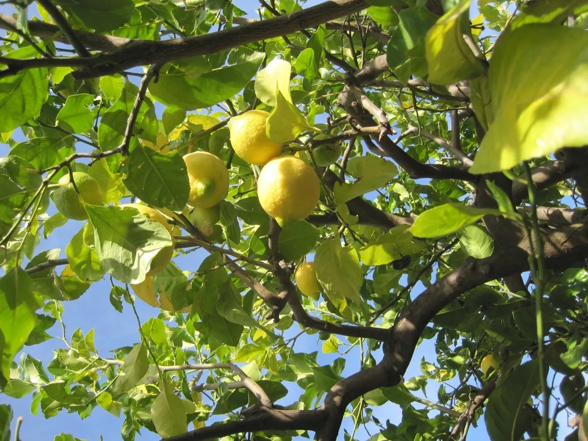 Domanda : limone in aiuola