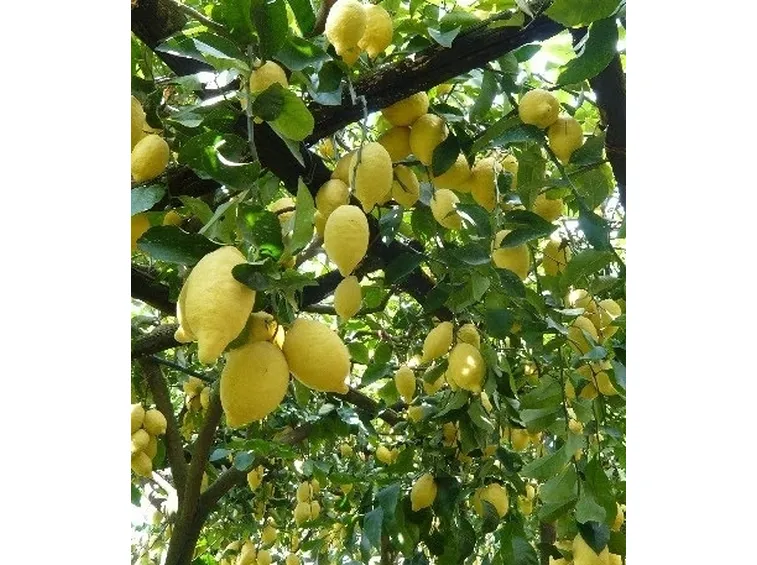 Domanda : limone non fa frutti