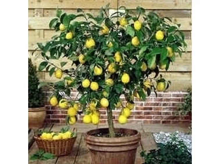 Domanda: Limone sul balcone