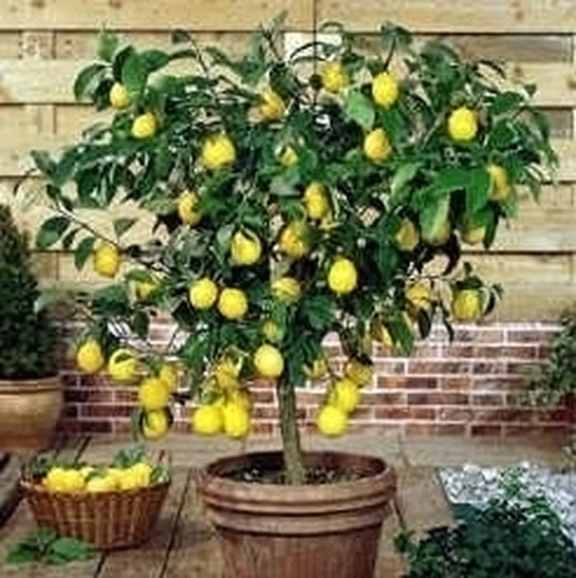 Domanda: Limone sul balcone