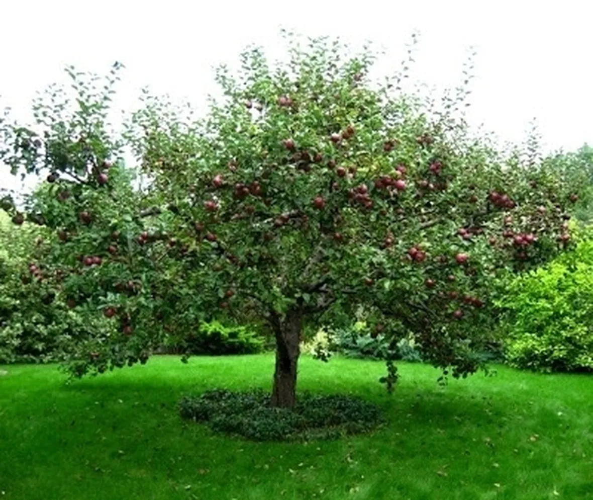 Domanda : melo malattia frutto