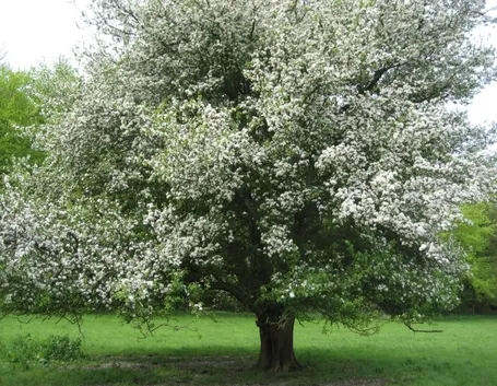Domanda : Melograno perde i fiori e non fa frutti