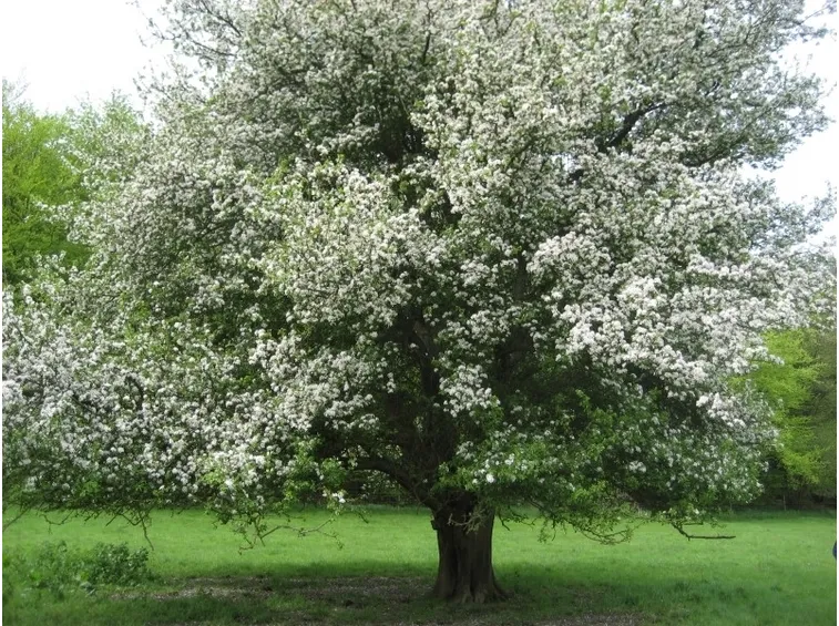 Domanda : Melograno perde i fiori e non fa frutti