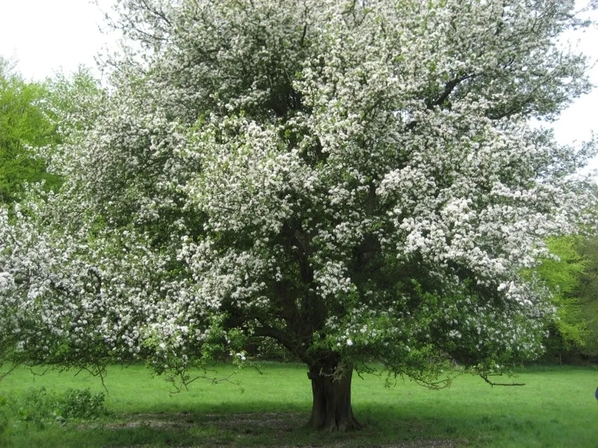 Domanda : Melograno perde i fiori e non fa frutti